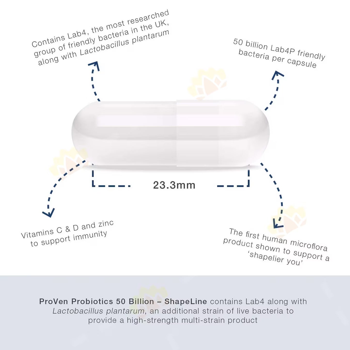 ProVen ShapeLine 纖體 瘦身 500億 益生菌膠囊 30粒